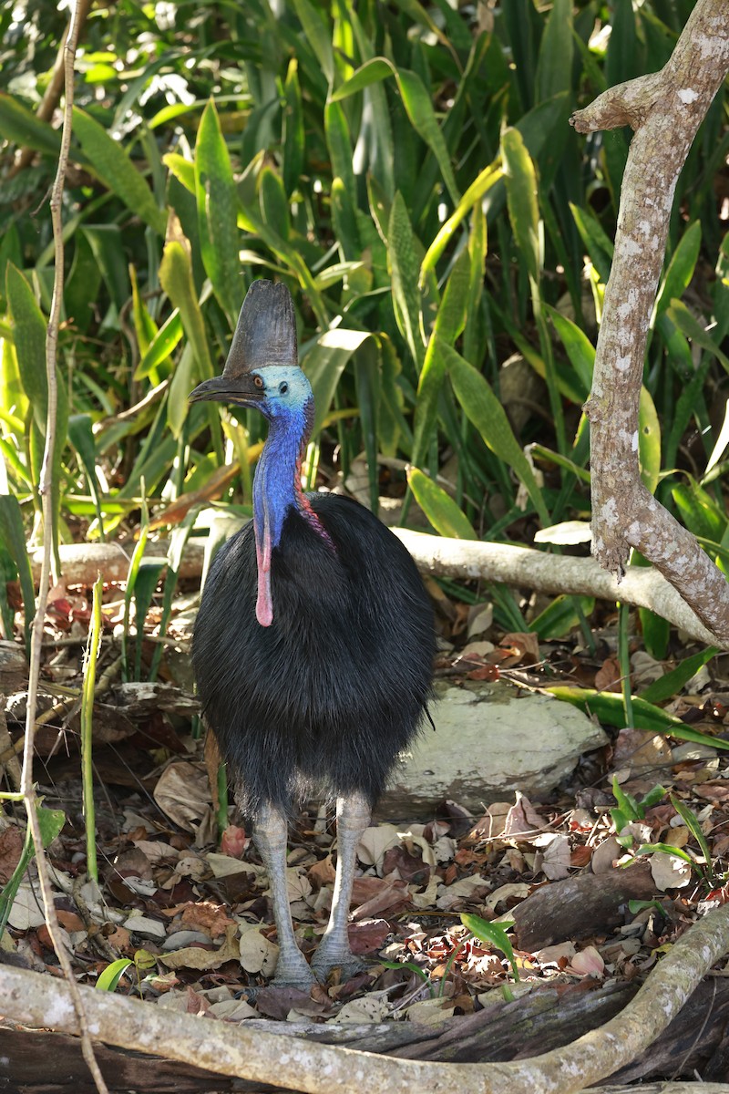 Southern Cassowary - ML646586987