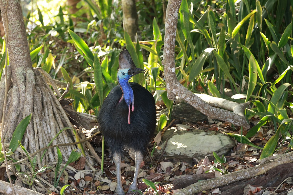 Southern Cassowary - ML646586988