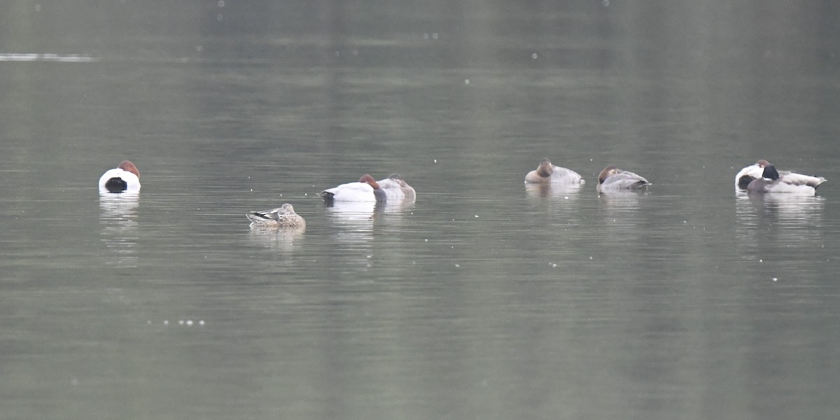 Common Pochard - ML646586989