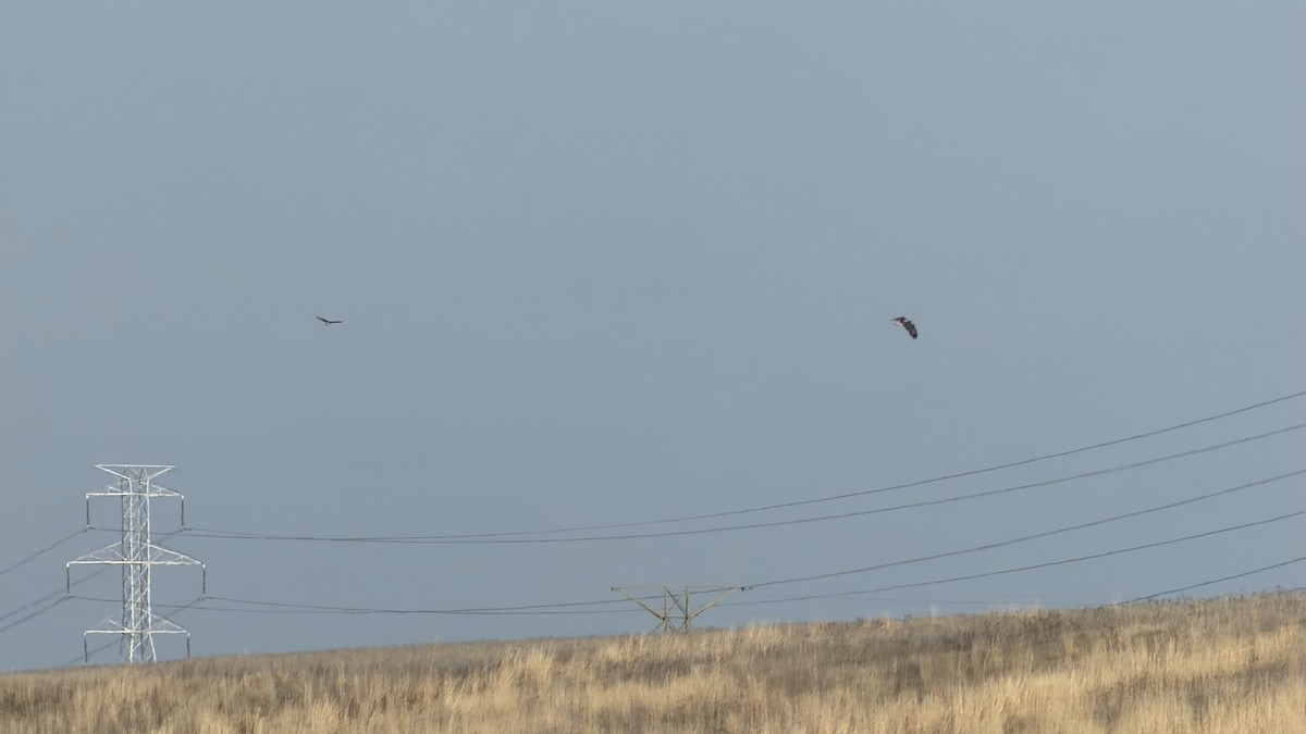 hvithodehavørn - ML646586990