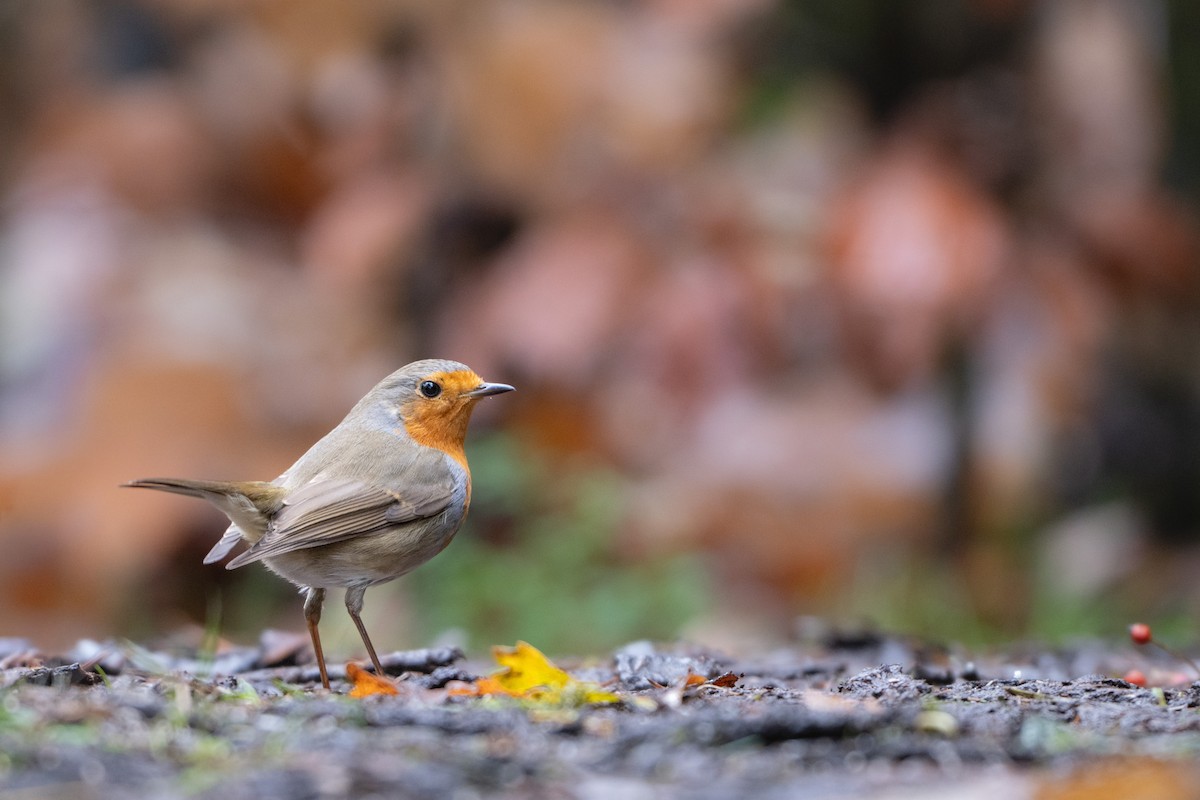 Txantxangorria - ML646586994