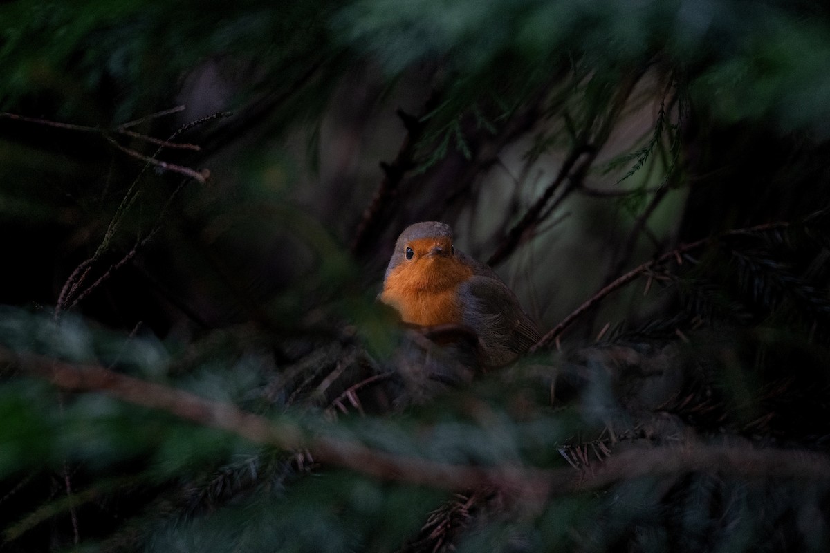 Txantxangorria - ML646586996