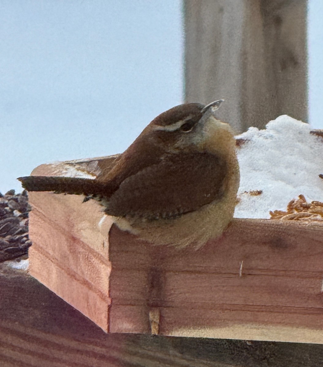 Karolina Çıtkuşu - ML646587002