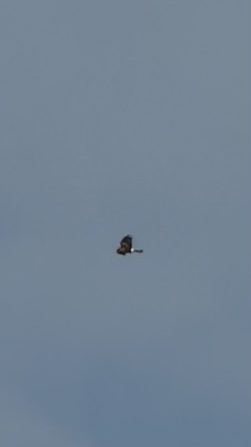 mørkmyrhauk - ML646587005