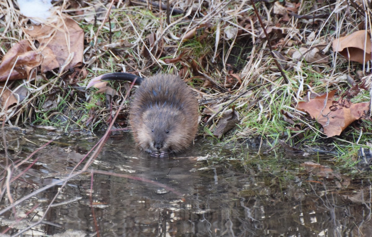 Animali - ML646587007