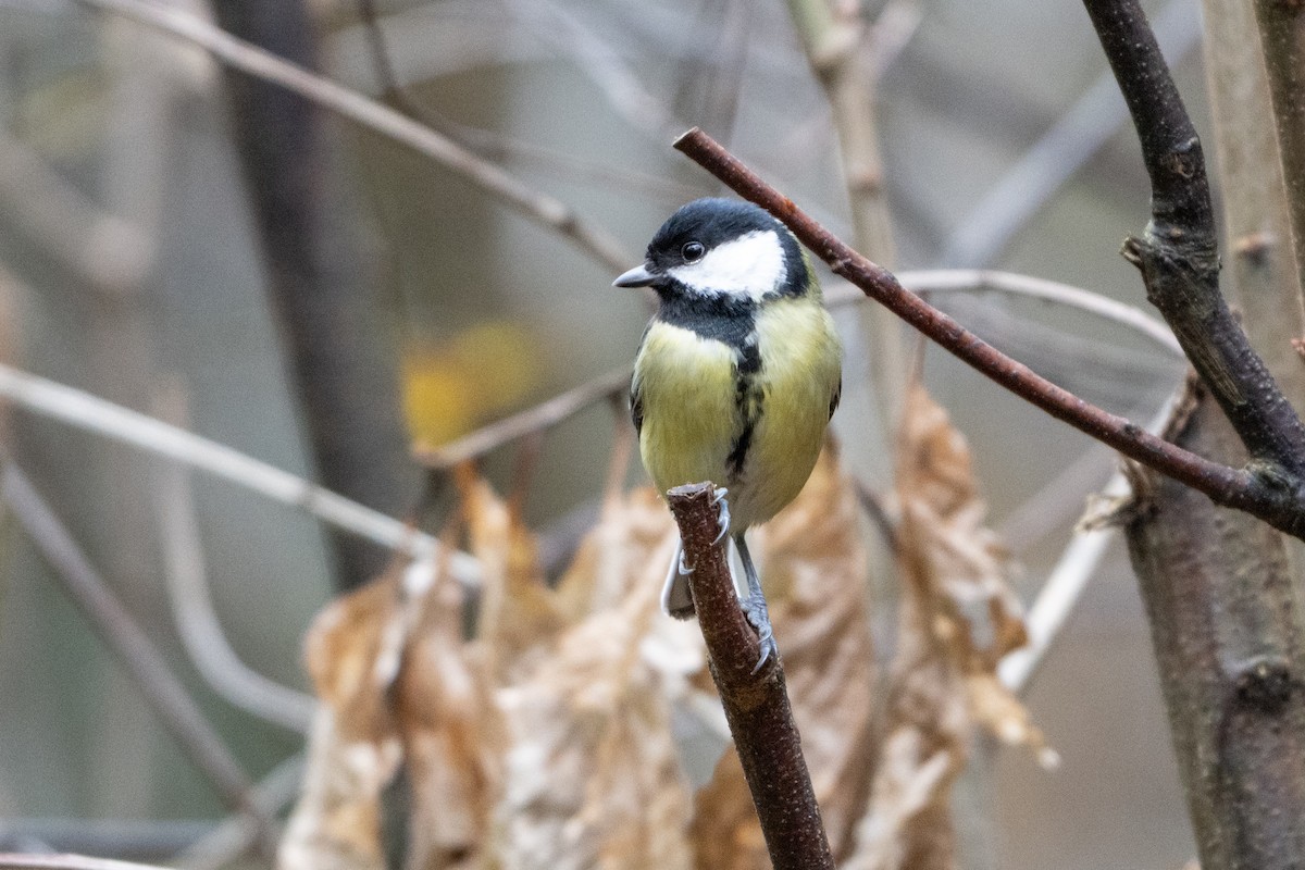 Kaskabeltz handia - ML646587008