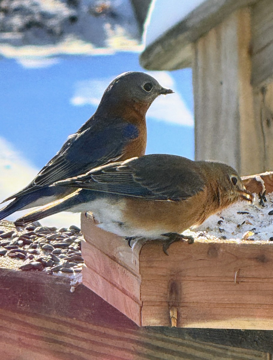 Doğulu Mavi Ardıç - ML646587009