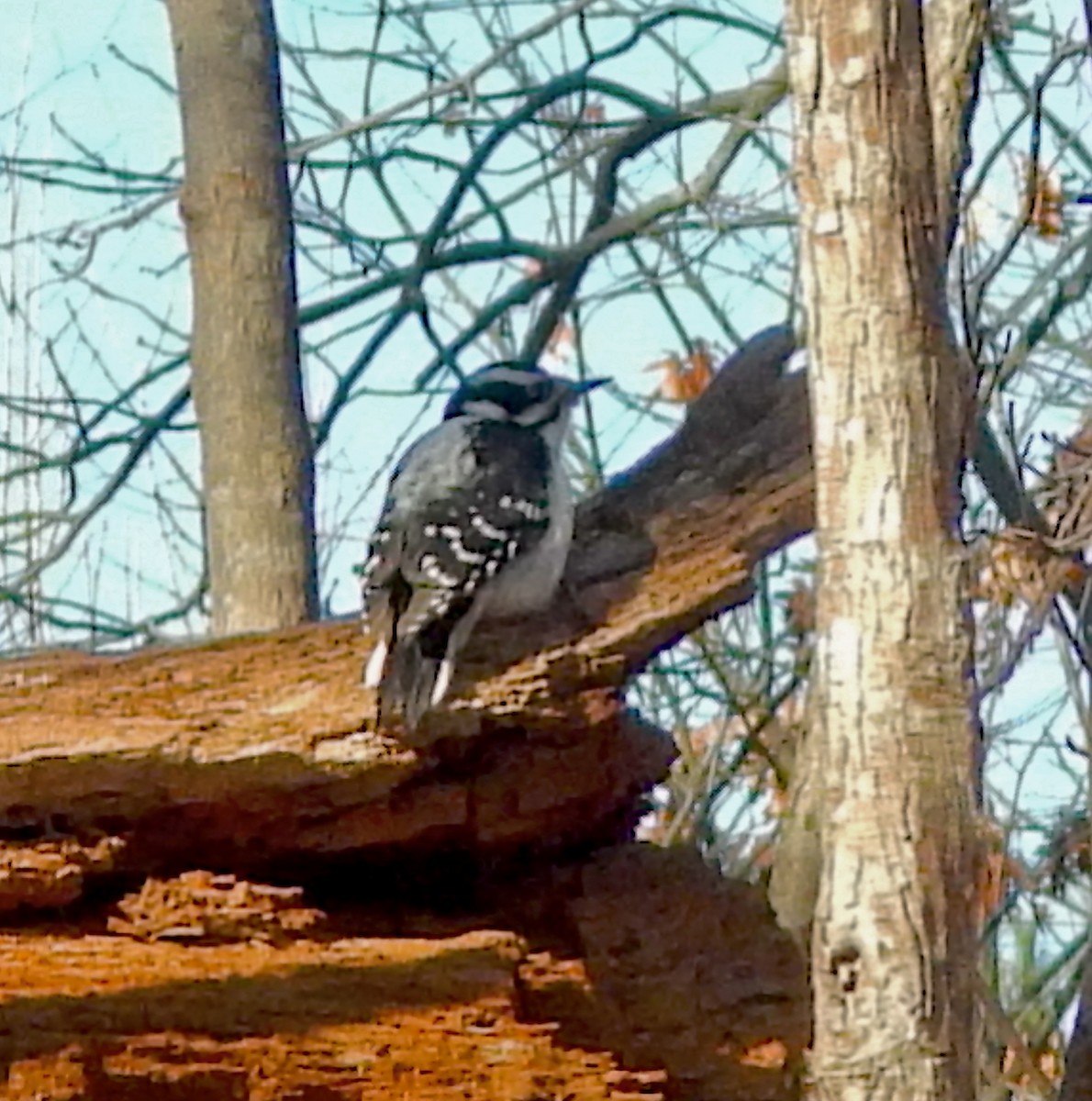 hårspett (villosus gr.) - ML646587010