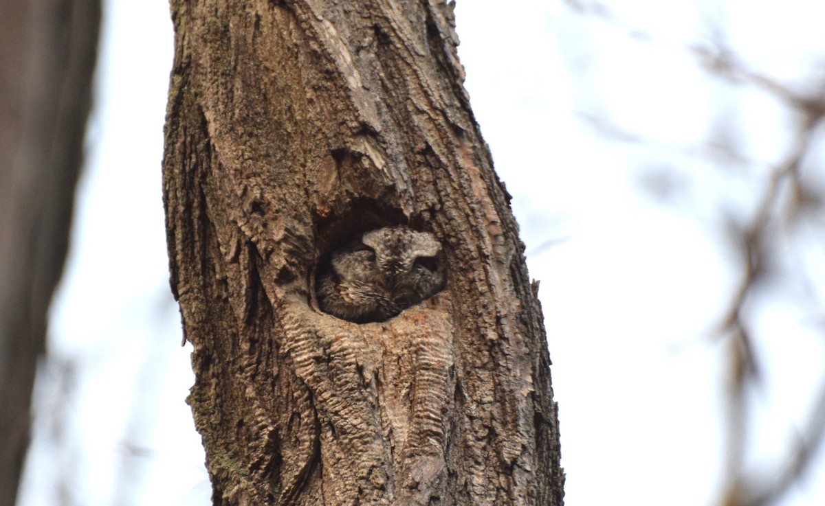 Eastern Screech-Owl - ML646587012