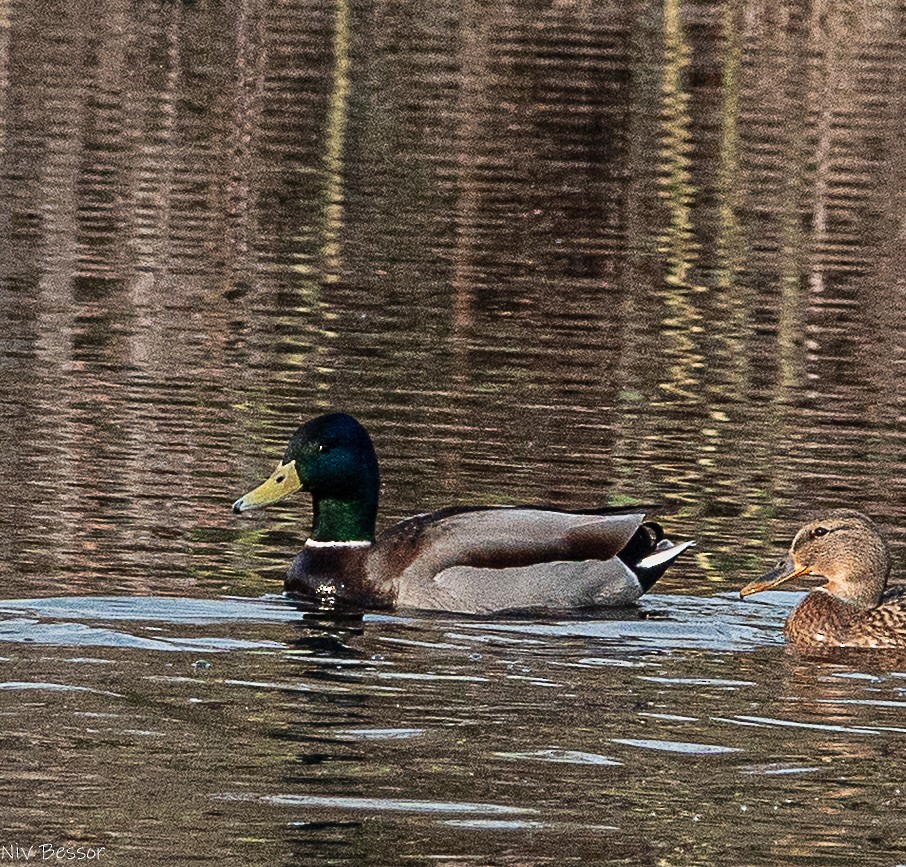 Крижень звичайний - ML646587014