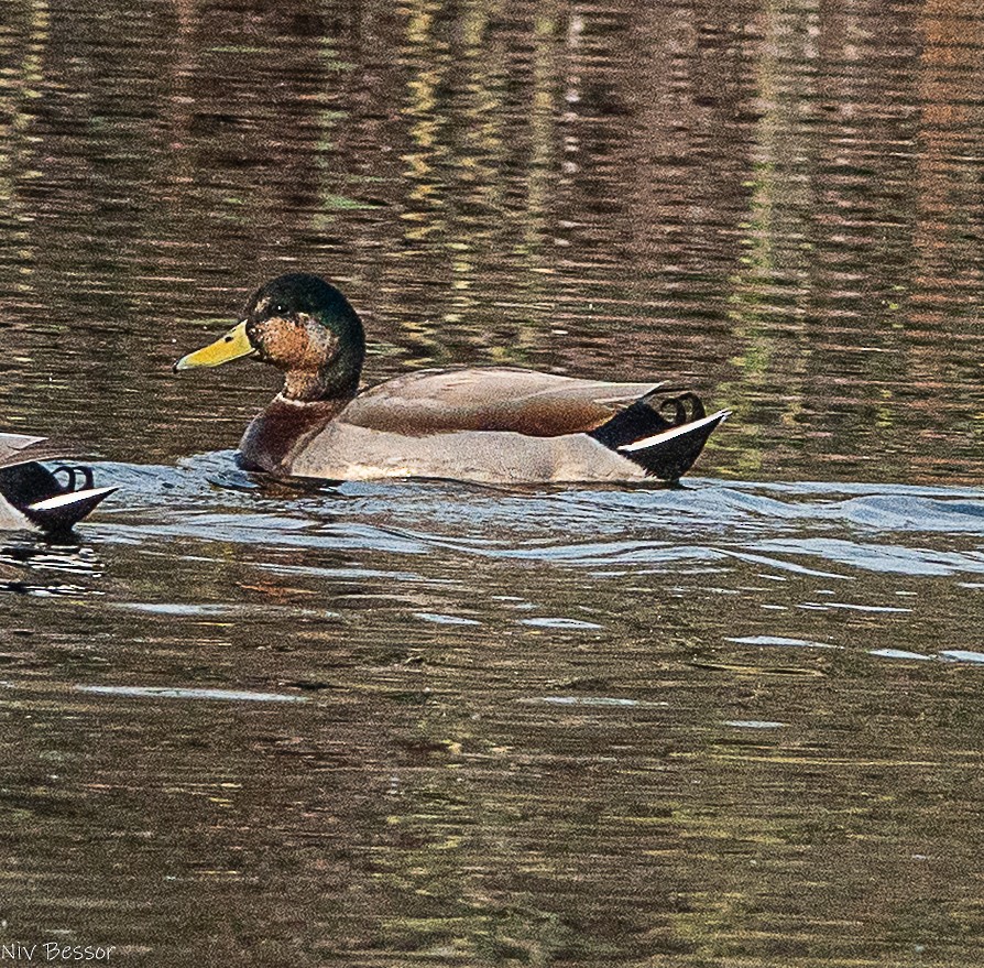 Крижень звичайний - ML646587016
