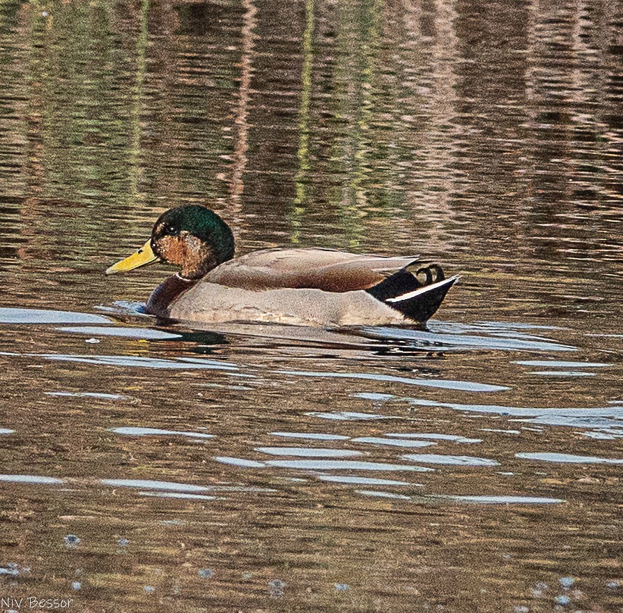 Крижень звичайний - ML646587017