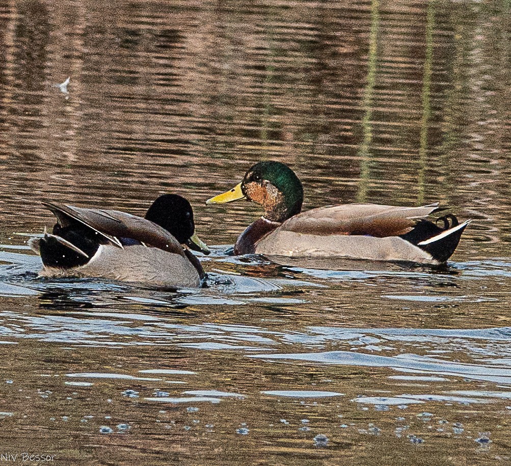 Крижень звичайний - ML646587018