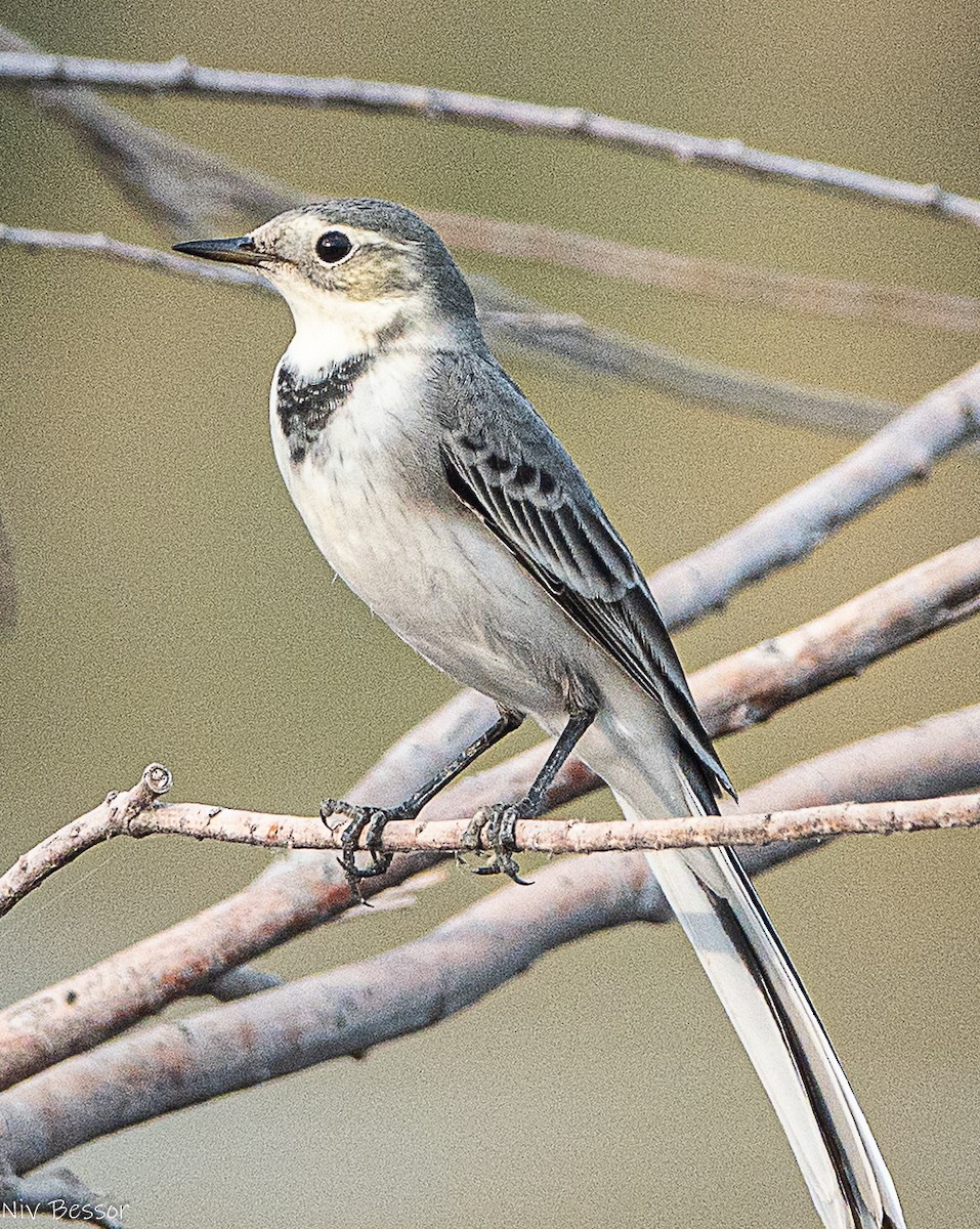 konipas bílý - ML646587019