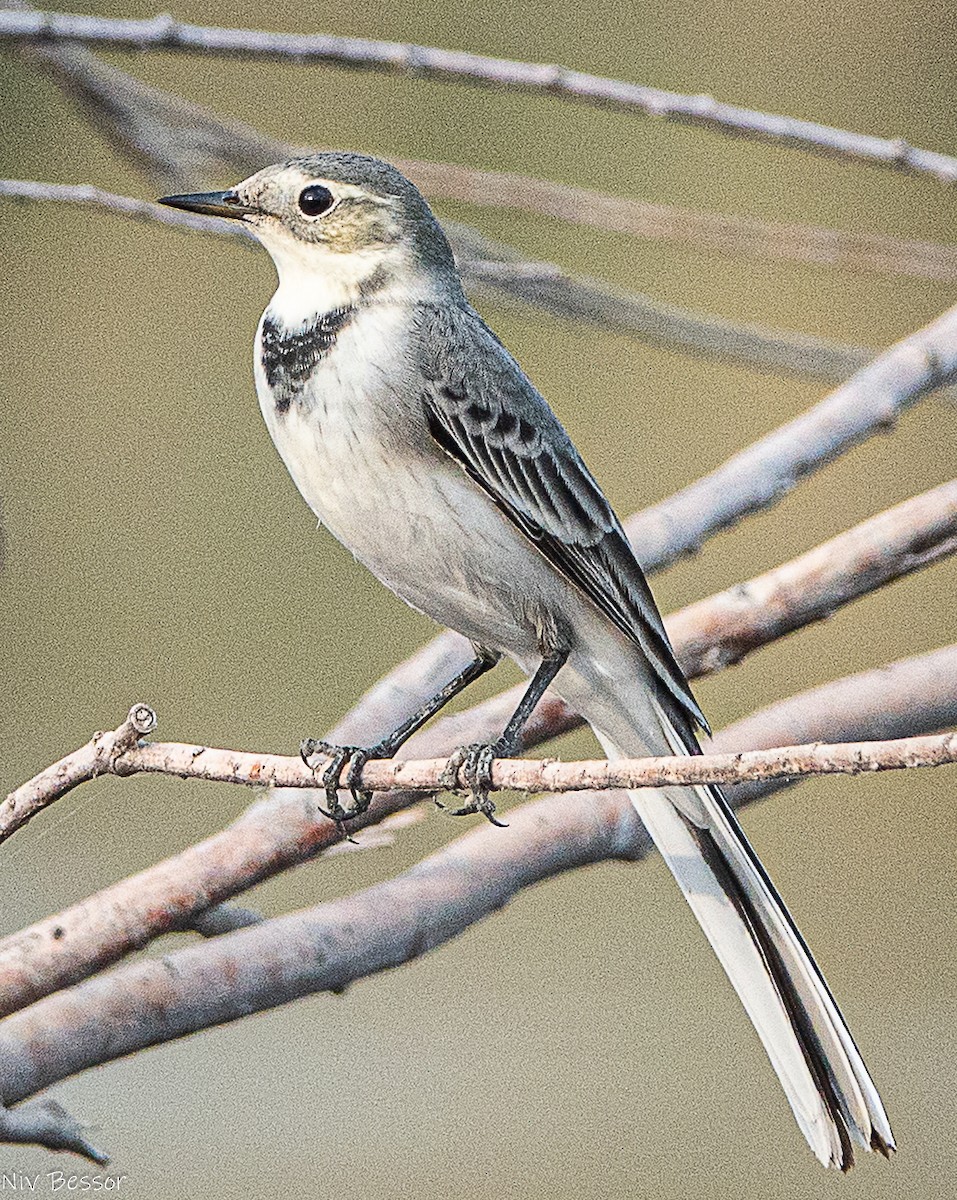 konipas bílý - ML646587020