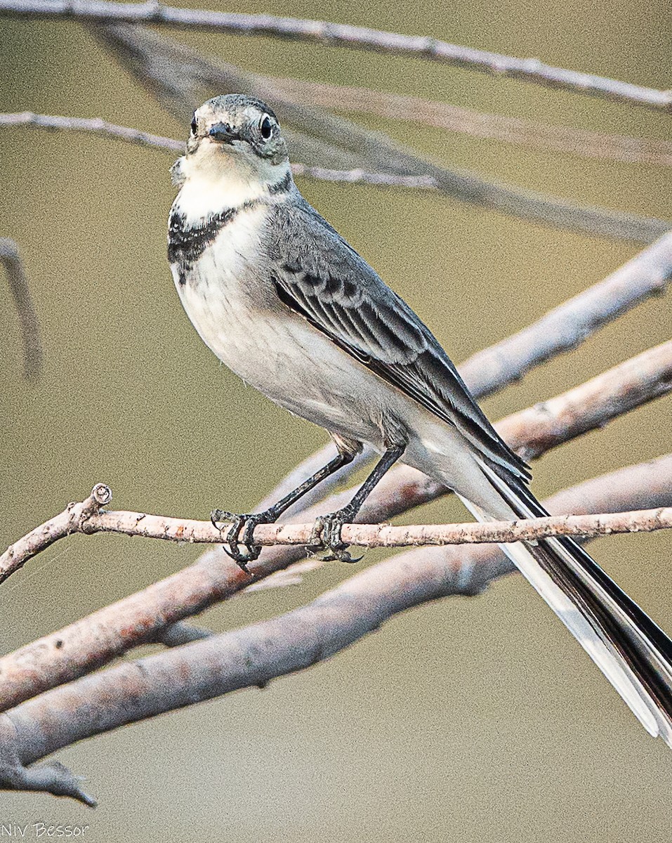 konipas bílý - ML646587021