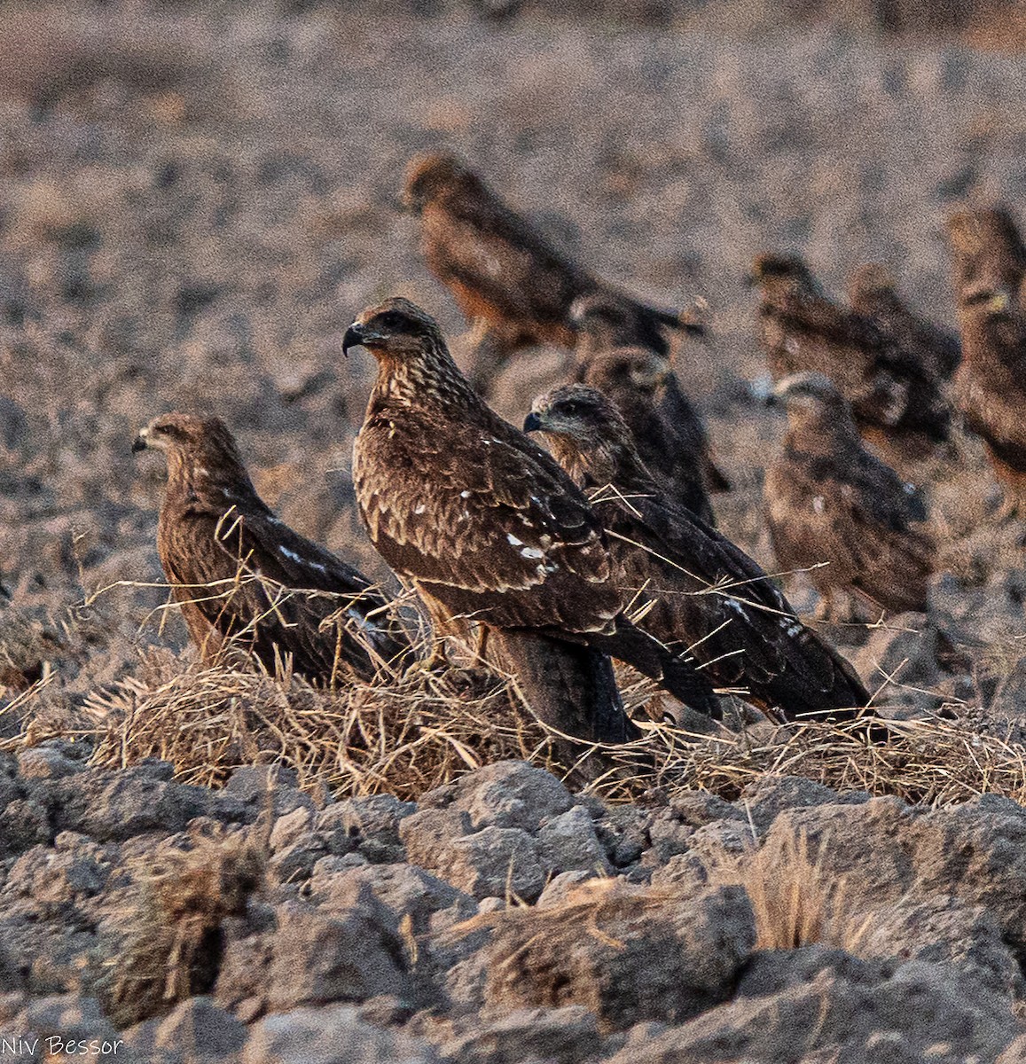 Шуліка чорний [група migrans] - ML646587023