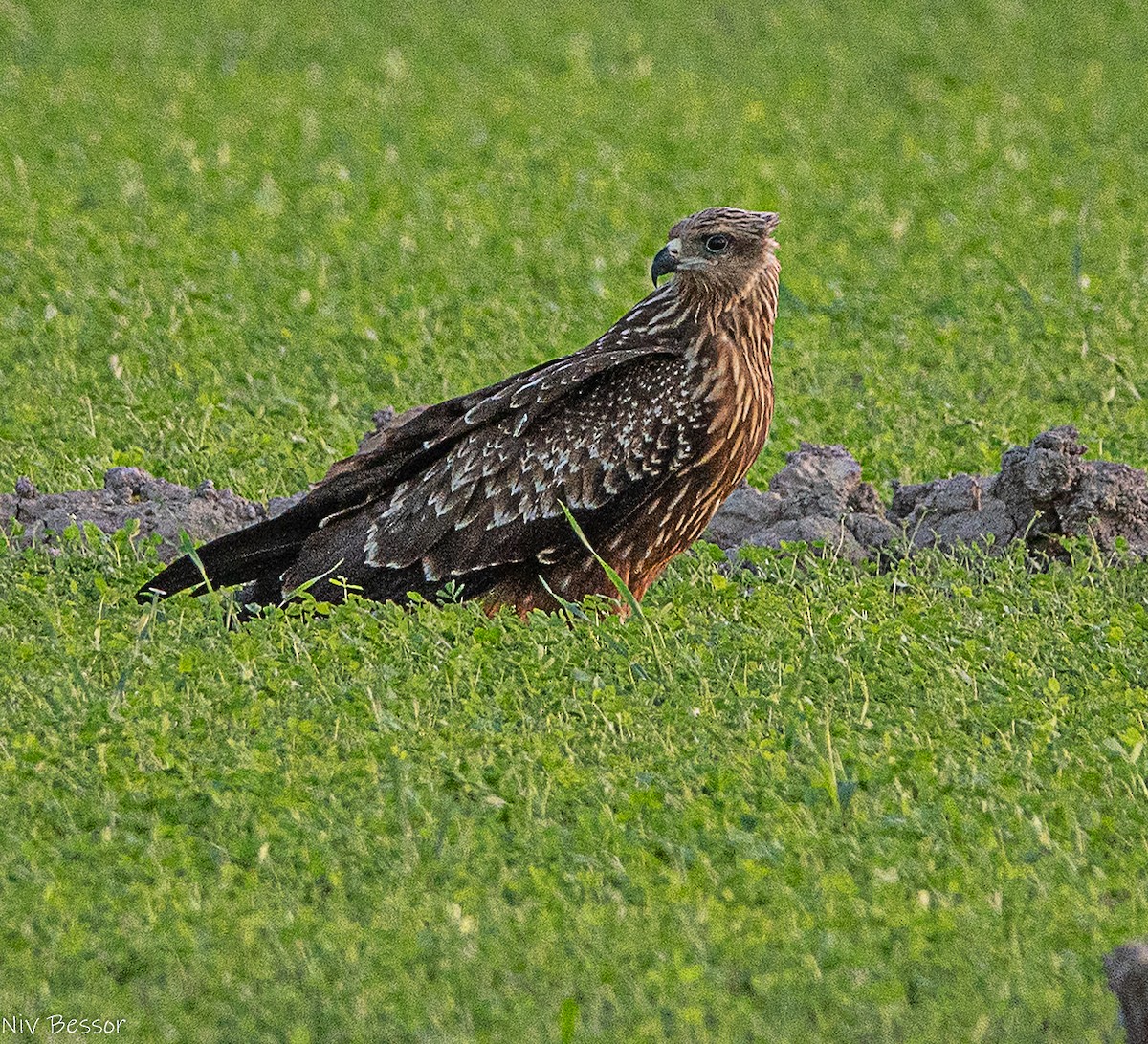 Шуліка чорний [група migrans] - ML646587024