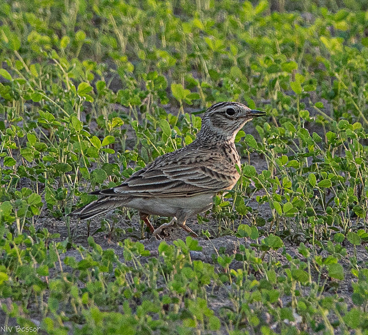 Eurasian Skylark (European) - ML646587025