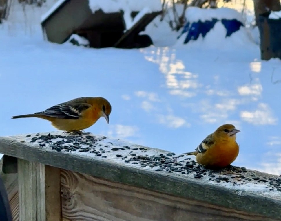 Baltimor Turpiyalı - ML646587028