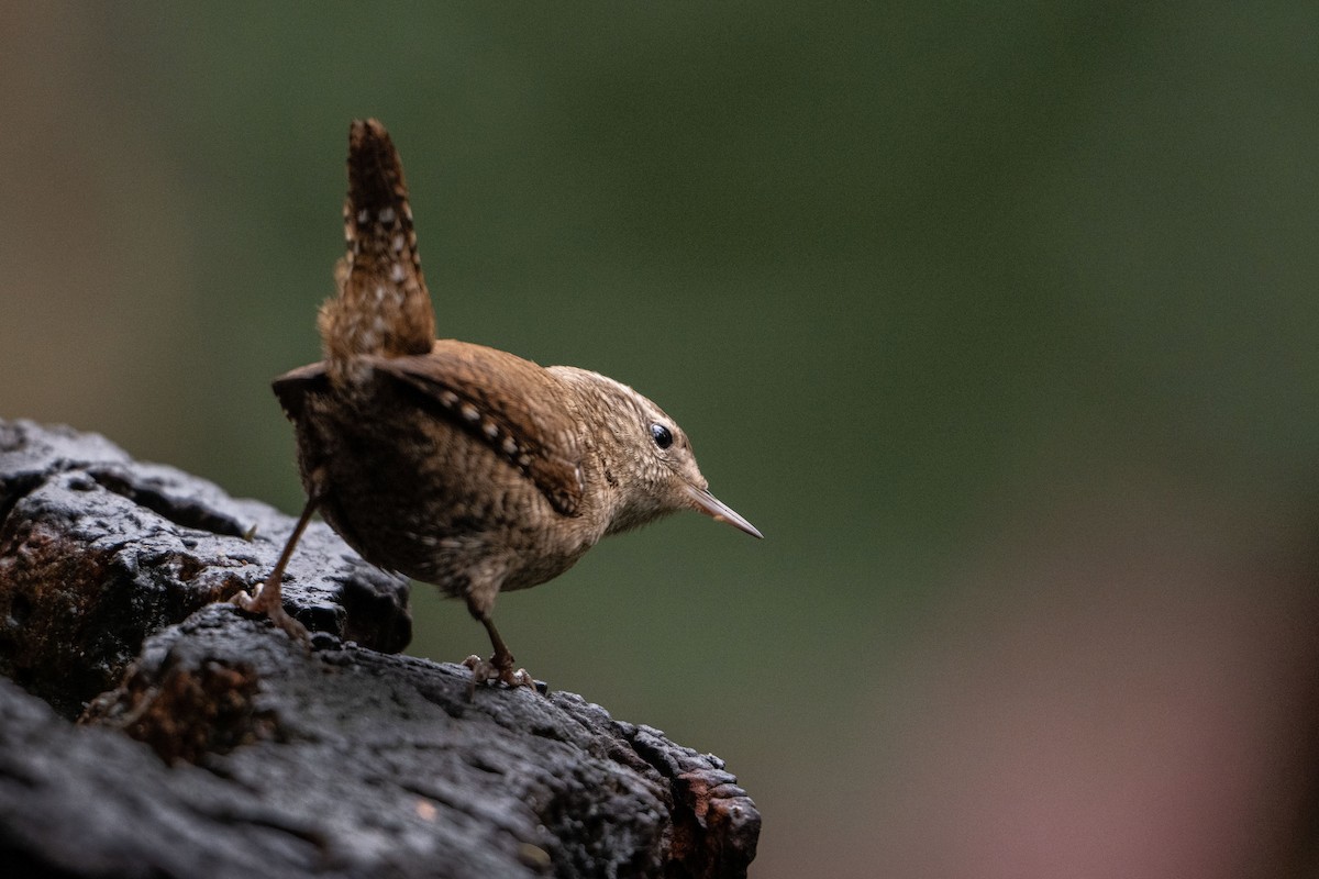 Txepetx eurasiarra - ML646587029