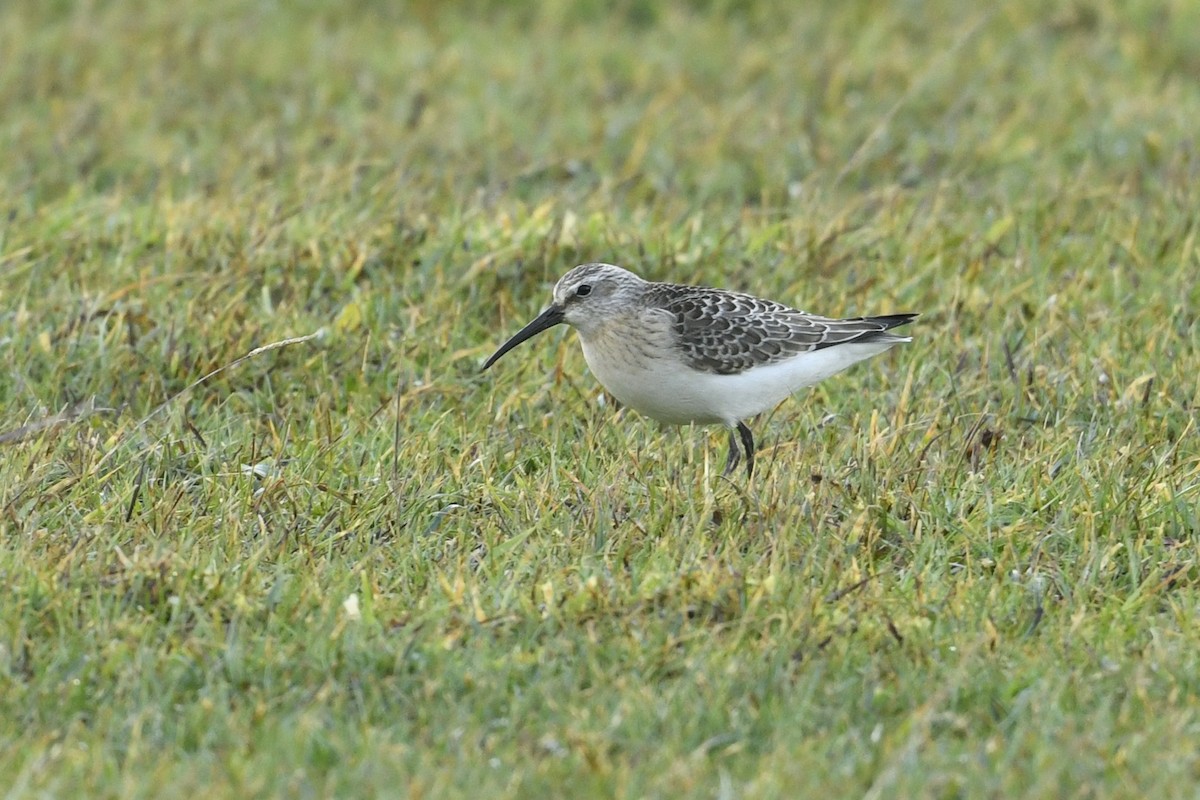 Kızıl Kumkuşu - ML646587030