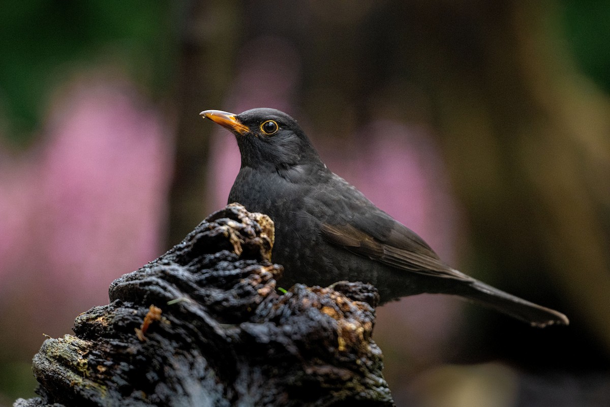 Zozo arrunta - ML646587034