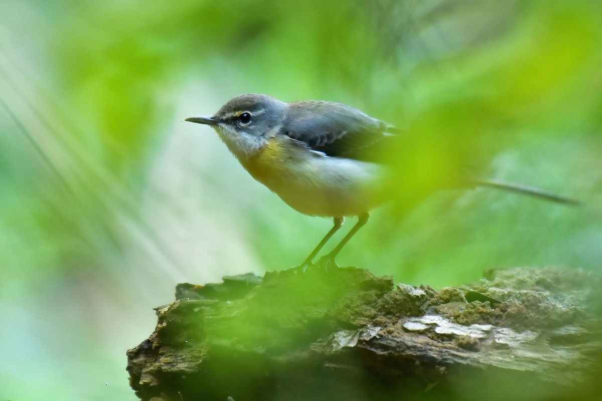 Горная трясогузка - ML646587035