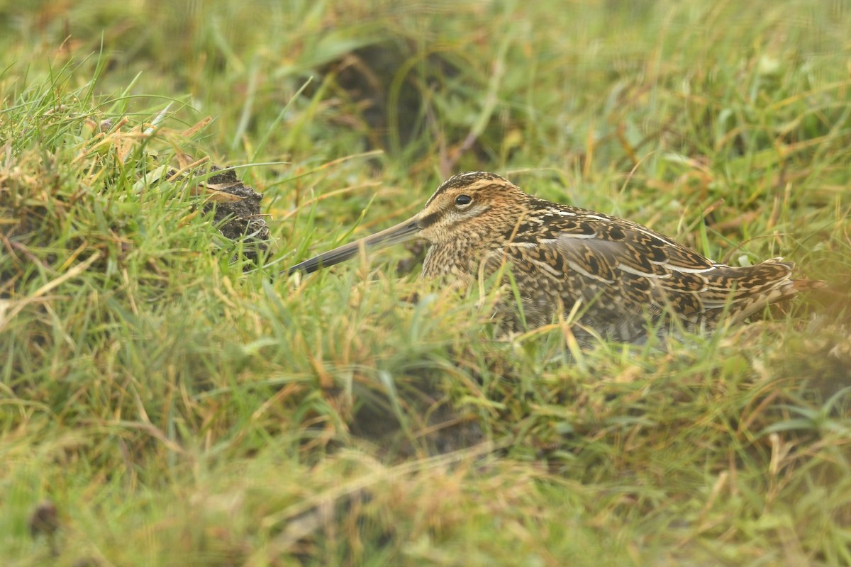 Suçulluğu - ML646587038