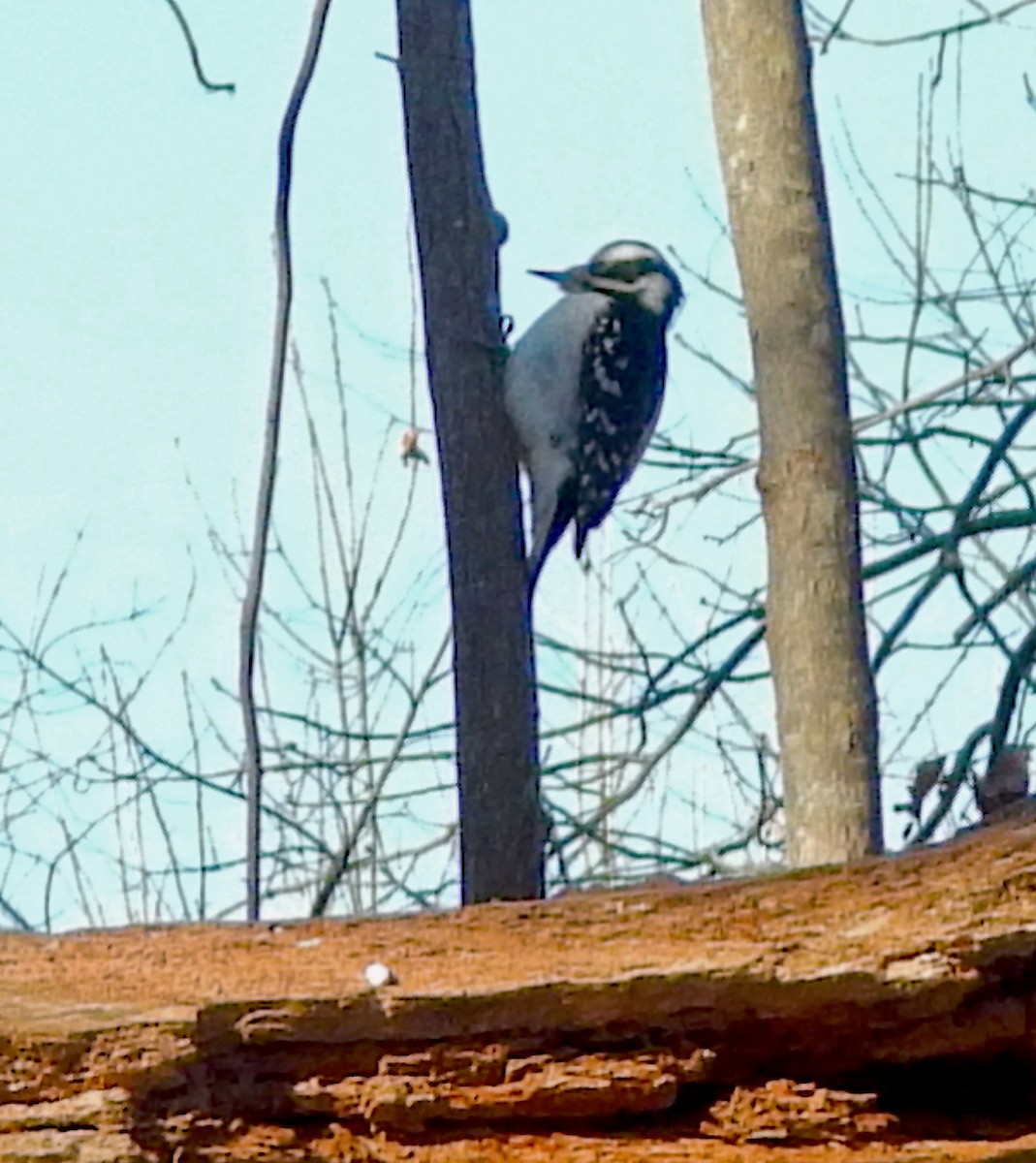 hårspett (villosus gr.) - ML646587041