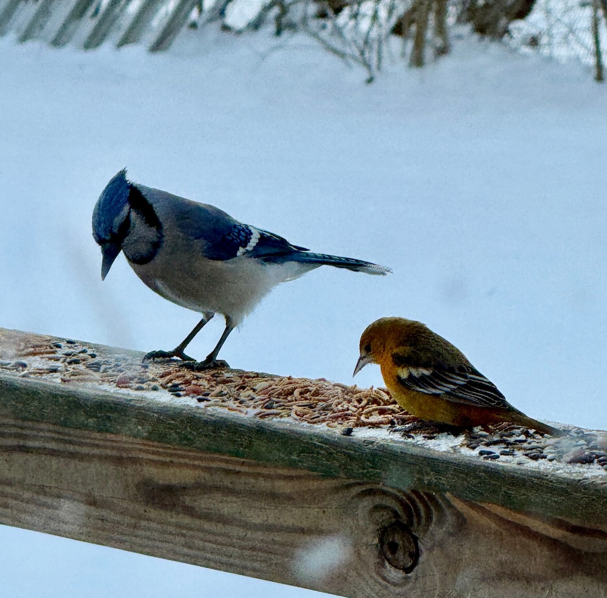 Mavi Karga - ML646587044