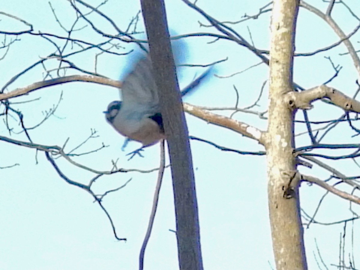 hårspett (villosus gr.) - ML646587045