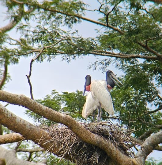 Jabiru - ML646587049