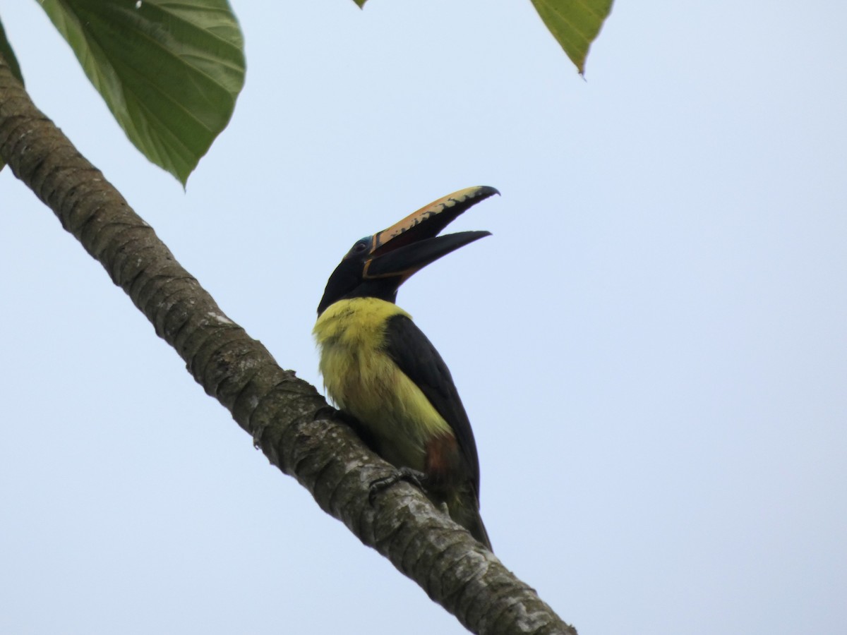 Lettered Aracari - ML646587051