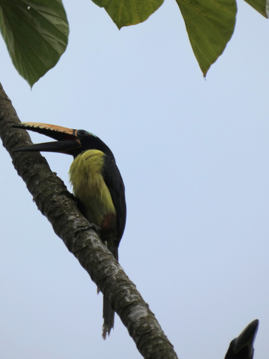 Lettered Aracari - ML646587052