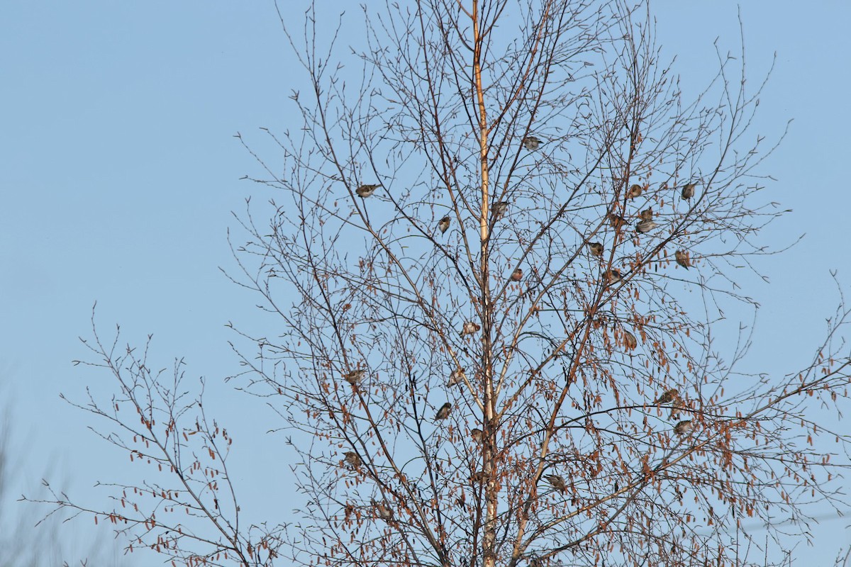 普通朱頂雀 - ML646587053