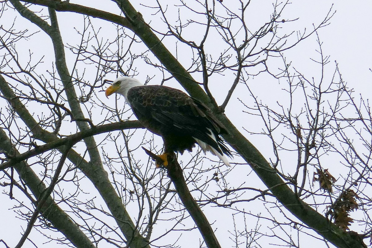 hvithodehavørn - ML646587054