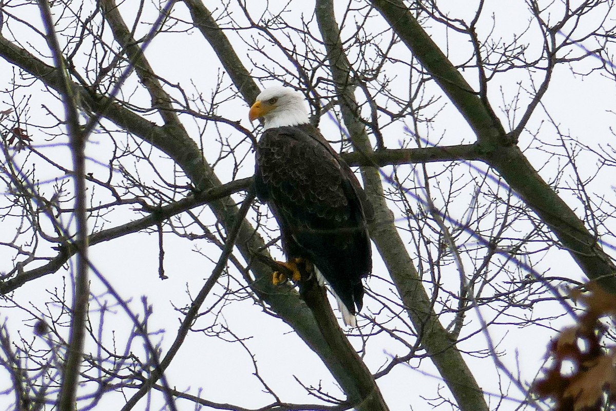 hvithodehavørn - ML646587055