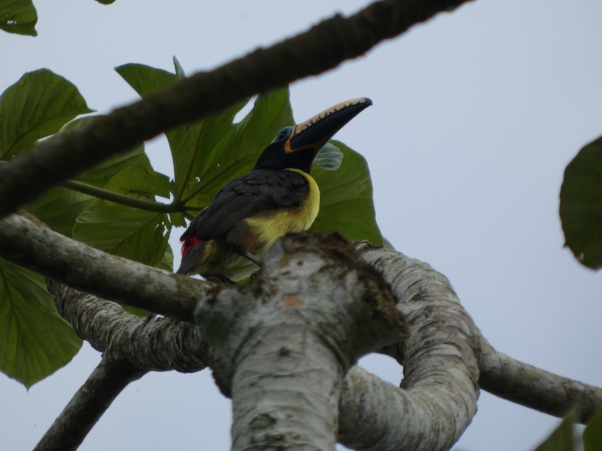 Lettered Aracari - ML646587056