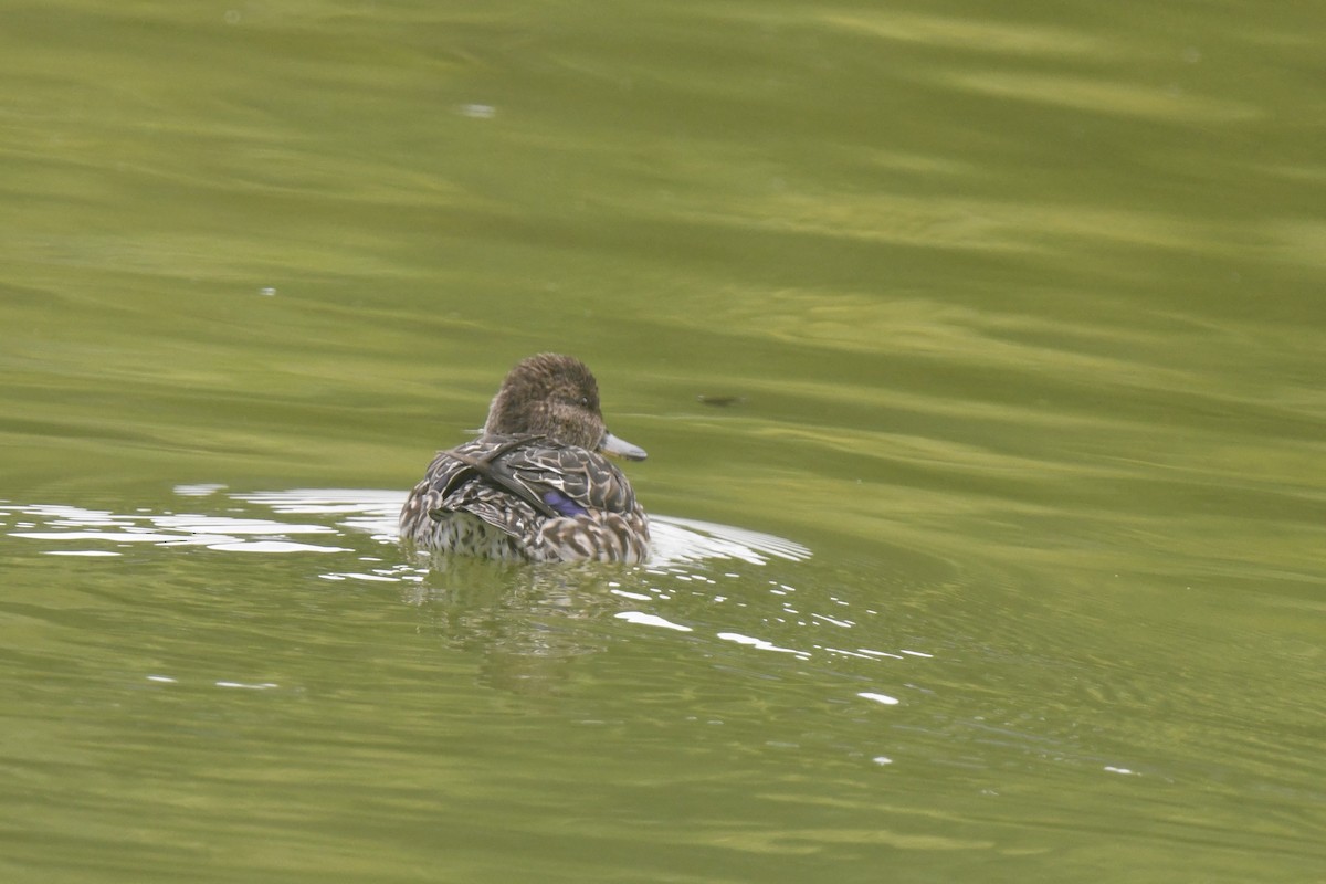 Green-winged Teal - ML646587058