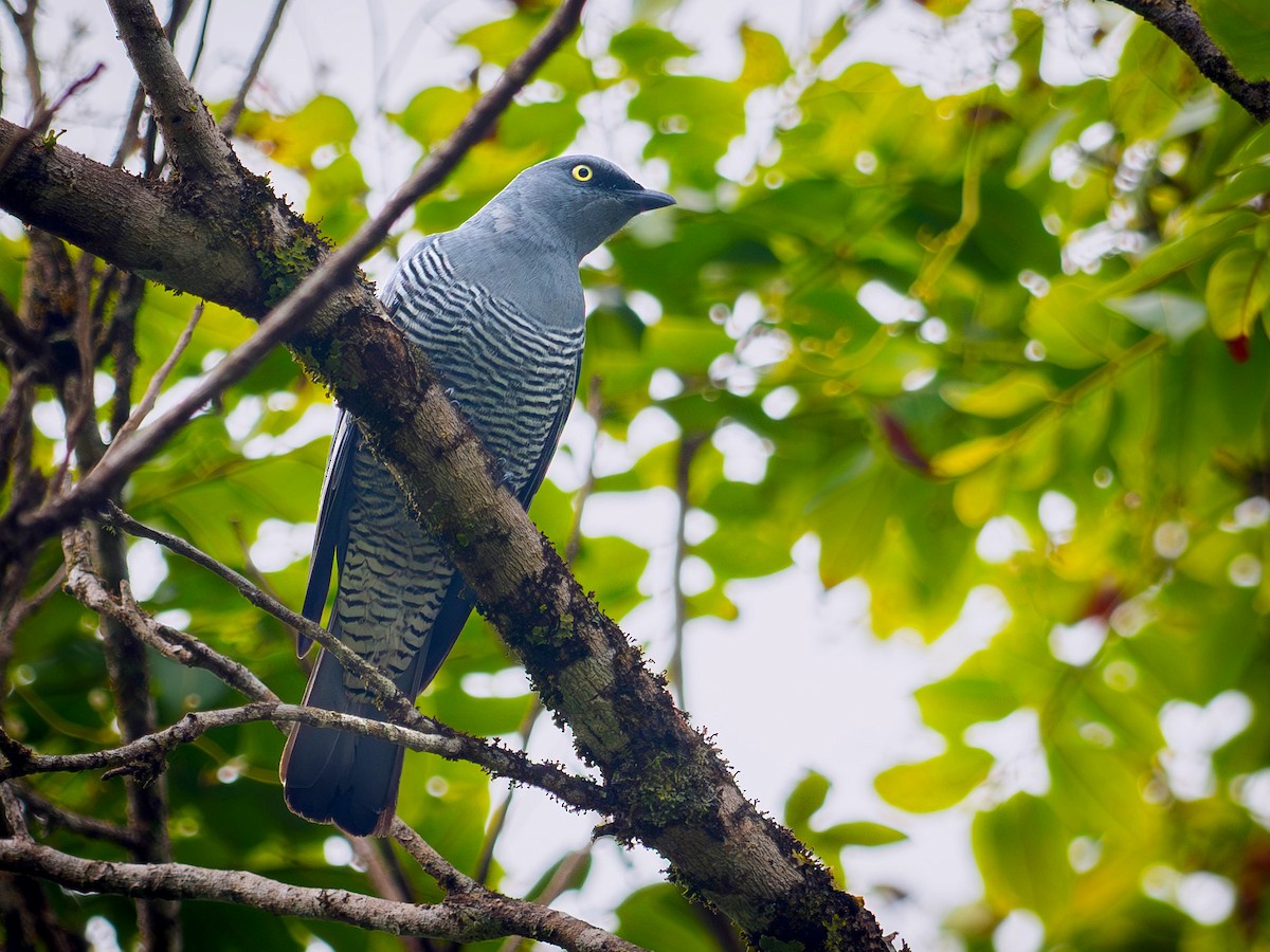 Желтоглазый воронец - ML646587067