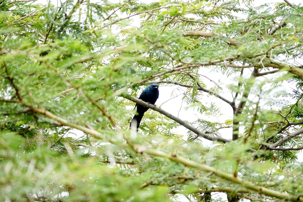 Black Cuckooshrike - ML646587069