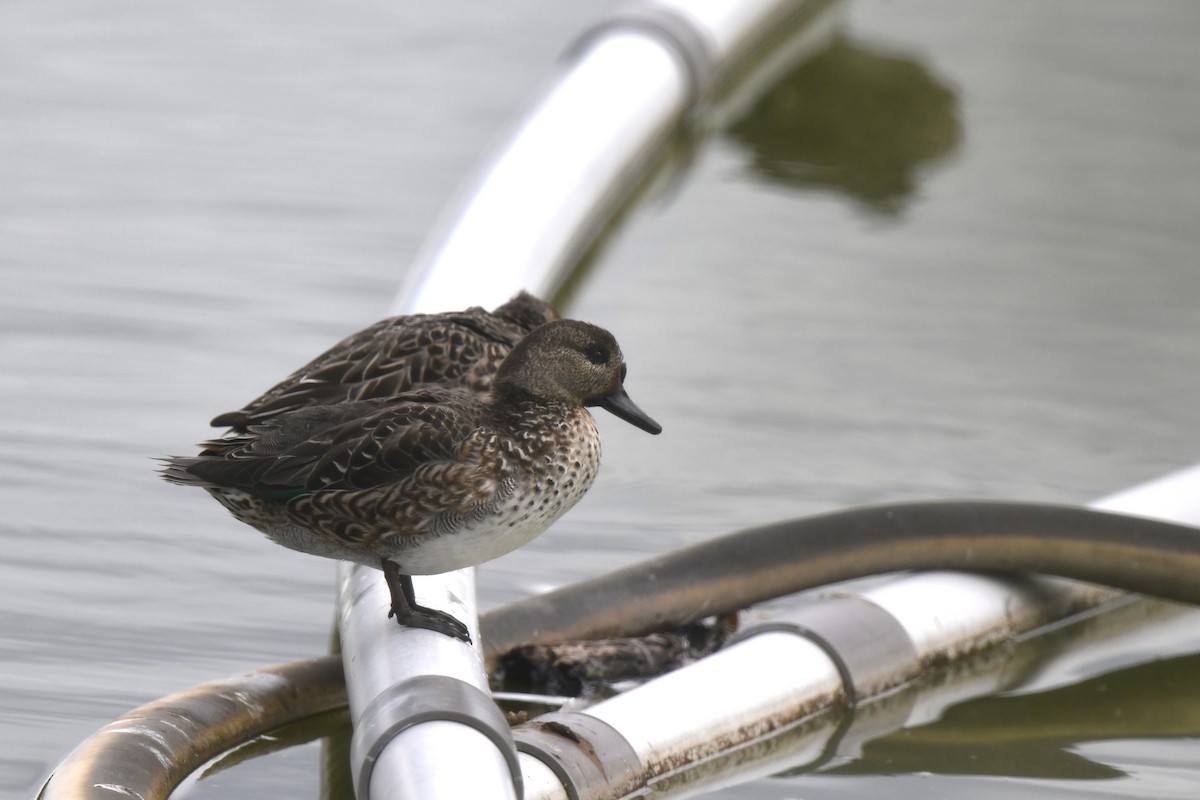 Green-winged Teal - ML646587070