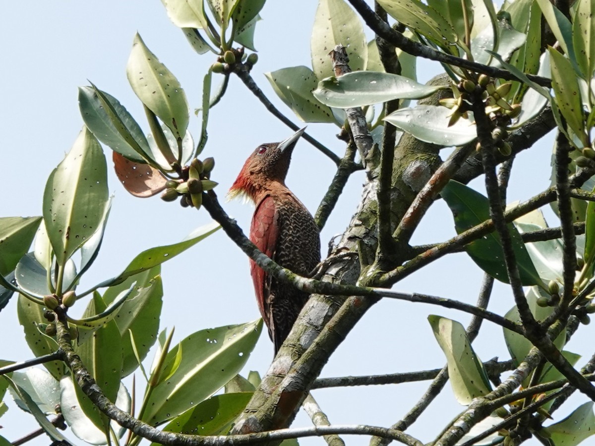 Kızıl Sarıense - ML646587072