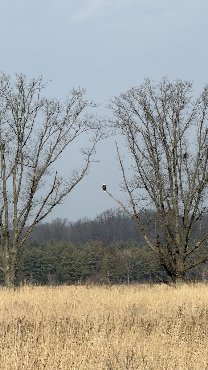 hvithodehavørn - ML646587073