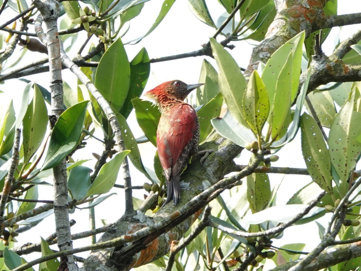 Kızıl Sarıense - ML646587075