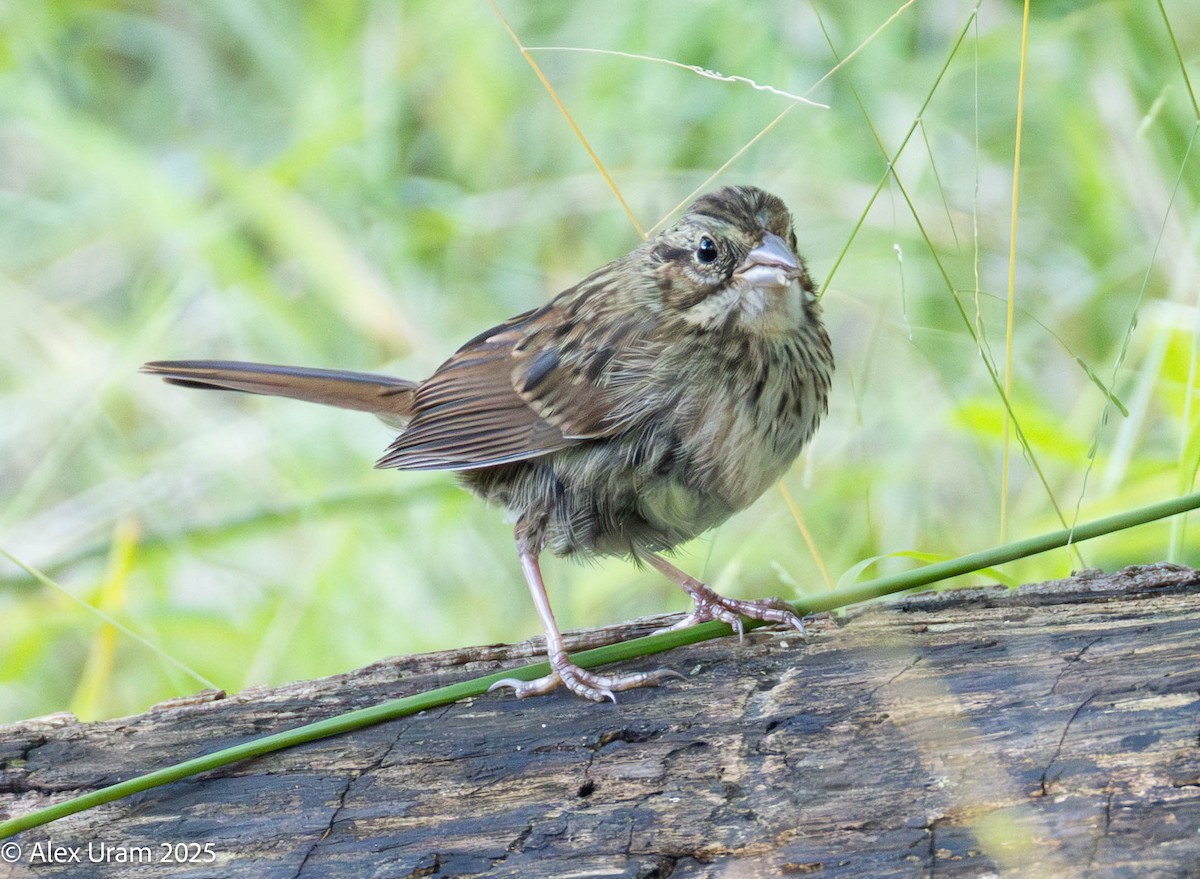 Lincoln's Sparrow - ML646587077