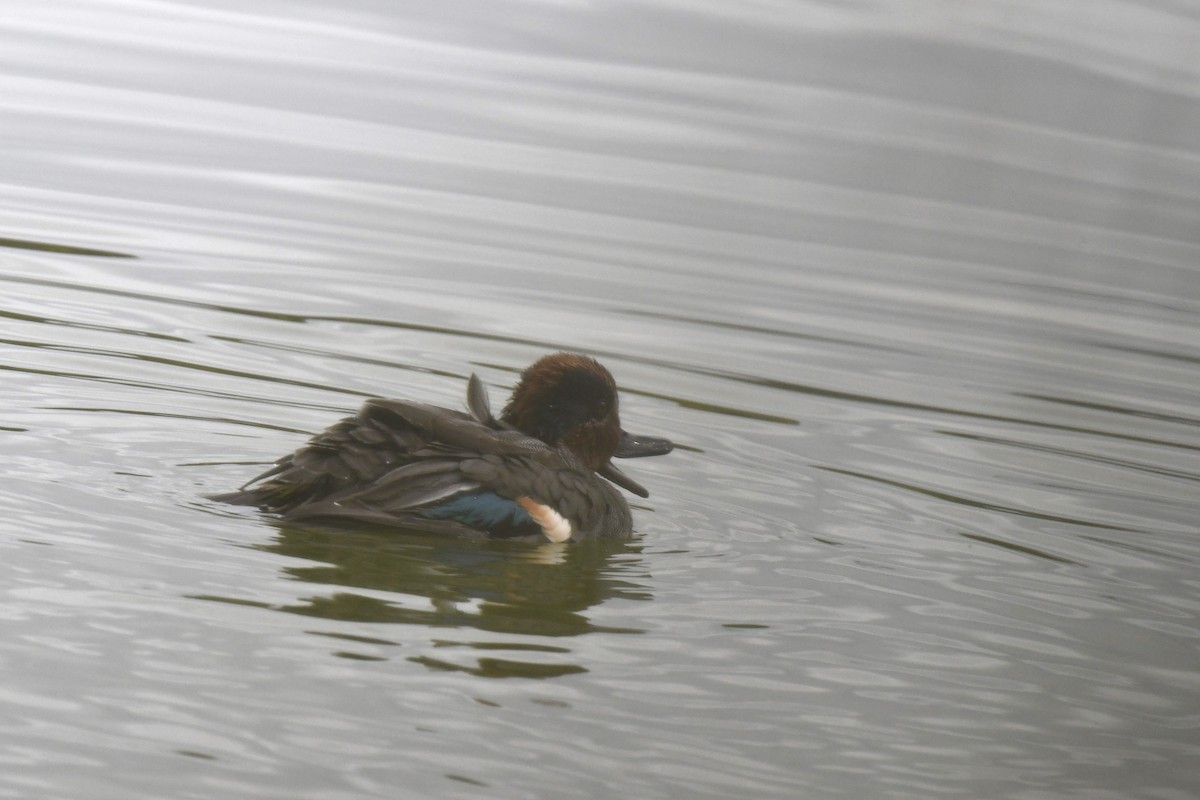 Green-winged Teal - ML646587080