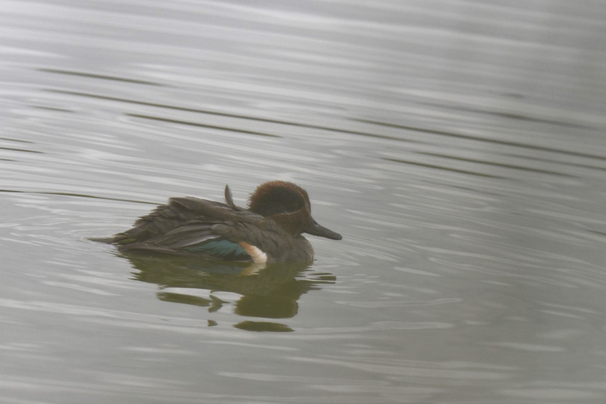 Green-winged Teal - ML646587081