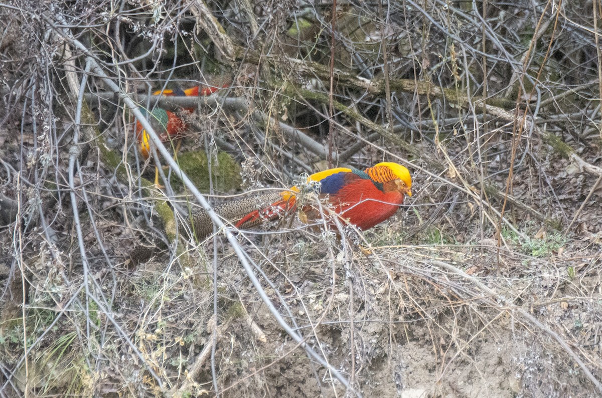 bažant zlatý - ML646587087